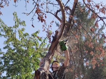 150 тисяч на ландшафтні послуги – міф чи реальність? Історія успіху студента спеціальності "Садово-паркове господарство"